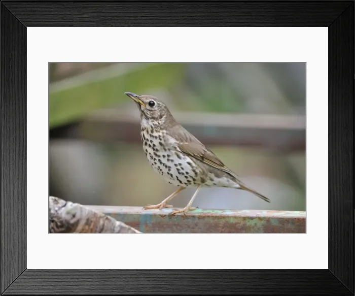 Framed Print : Song Thrush Framed Print : Song Thrush