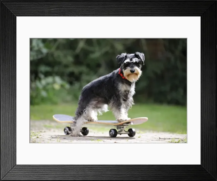 Framed Print : DOG. Schnauzer on skateboard Framed Print : DOG. Schnauzer on skateboard