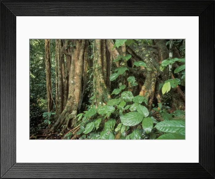 Framed Print : Rainforest - Primary Rainforest, Strangler fig. Danum Valley Conservation area, Sabah, Borneo Framed Print : Rainforest - Primary Rainforest, Strangler fig. Danum Valley Conservation area, Sabah, Borneo