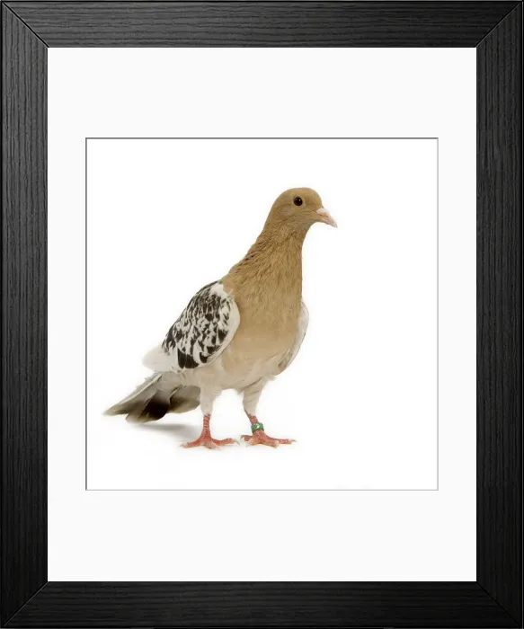 Framed Print : Pigeon - Nuremberg Lark Framed Print : Pigeon - Nuremberg Lark