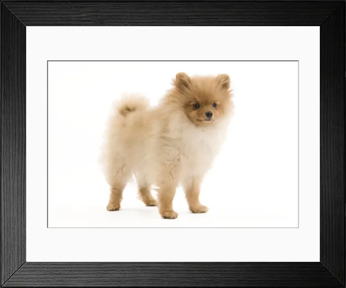 Framed Print : Dog - Dog - Dwarf Spitz / Pomeranian - 6 month old puppy - orange colourting. Also know as Spitz nain Framed Print : Dog - Dog - Dwarf Spitz / Pomeranian - 6 month old puppy - orange colourting. Also know as Spitz nain