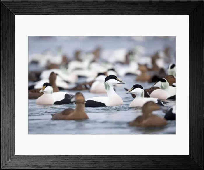 Framed Print : Eider Ducks - flock - Straumen - Norway Framed Print : Eider Ducks - flock - Straumen - Norway