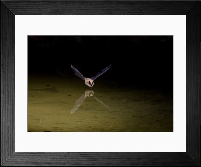 Framed Print : Bat - in flight hunting insects over farm pond in April in Texas - USA Framed Print : Bat - in flight hunting insects over farm pond in April in Texas - USA