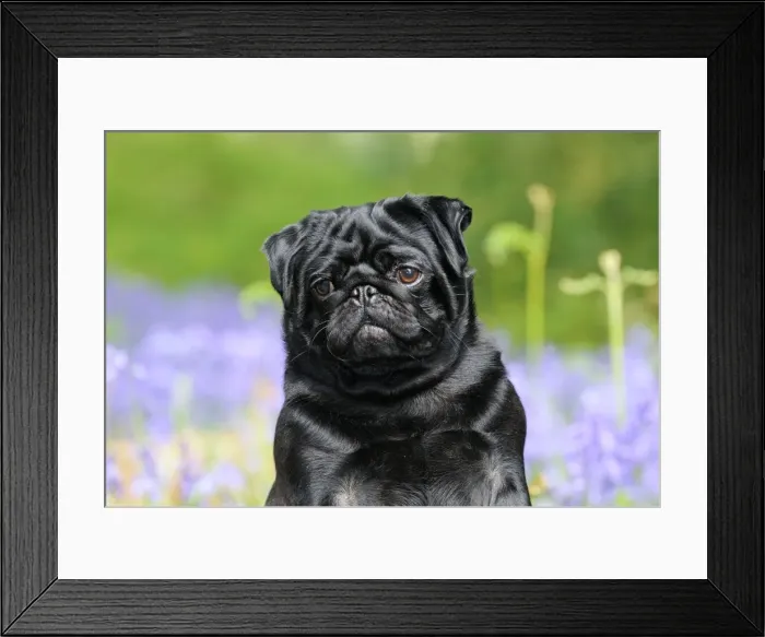 Framed Print : DOG. Pug in bluebells Framed Print : DOG. Pug in bluebells