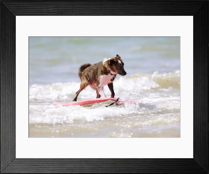 Framed Print : DOG. Collie cross breed surfing Framed Print : DOG. Collie cross breed surfing