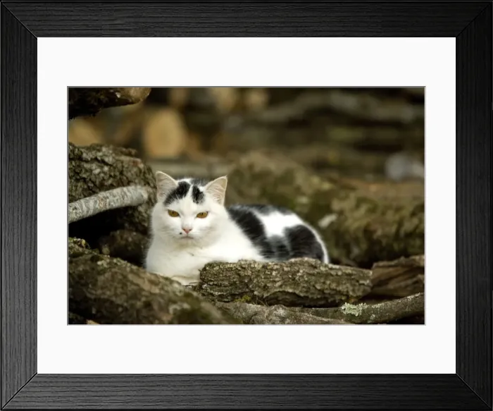 Framed Print : Cat - black & white Framed Print : Cat - black & white