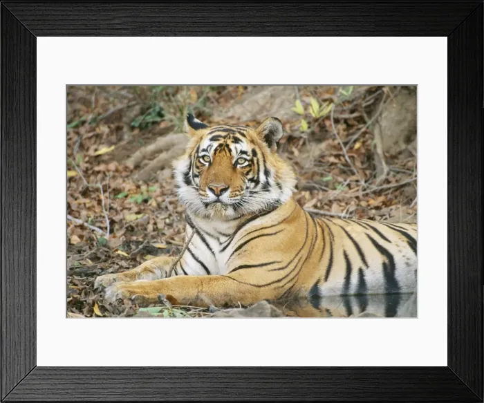 Framed Print : Bengal Tiger JVG 3376 Young male, 3 years old. Panthera tigris tigris © Joanna Van Gruisen / ARDEA LONDON Framed Print : Bengal Tiger JVG 3376 Young male, 3 years old. Panthera tigris tigris © Joanna Van Gruisen / ARDEA LONDON