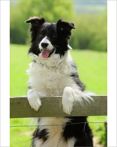DOG. Border collie looking over fence