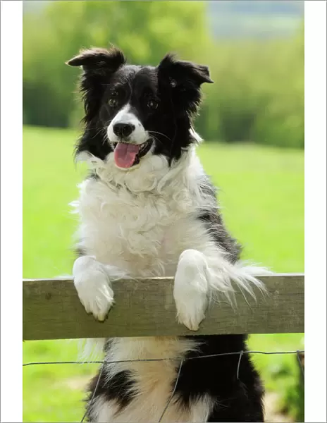 DOG. Border collie looking over fence