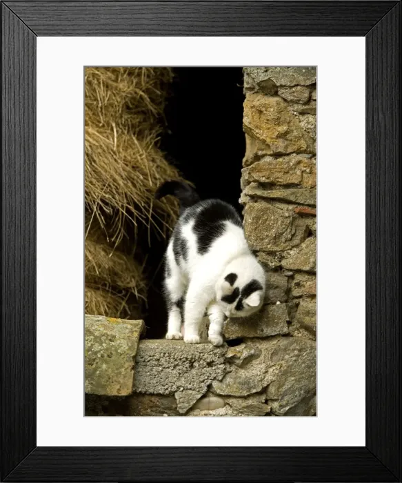 Framed Print : Farm cat -rubbing against wall Framed Print : Farm cat -rubbing against wall