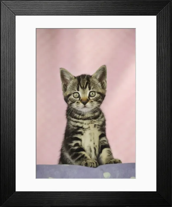 Framed Print : CAT. Kitten standing on shelf Framed Print : CAT. Kitten standing on shelf