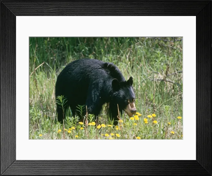 Framed Print : American Black Bear - Canada Framed Print : American Black Bear - Canada
