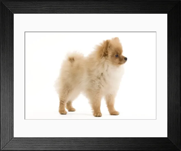Framed Print : Dog - Dog - Dwarf Spitz / Pomeranian - 6 month old puppy - orange colourting. Also know as Spitz nain Framed Print : Dog - Dog - Dwarf Spitz / Pomeranian - 6 month old puppy - orange colourting. Also know as Spitz nain