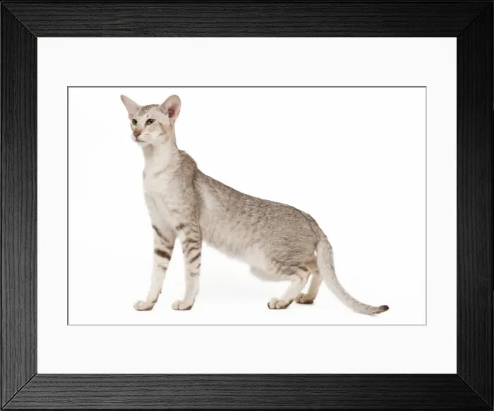 Framed Print : Cat - oriental chocolat spotted tabby in studio Framed Print : Cat - oriental chocolat spotted tabby in studio