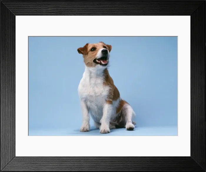 Framed Print : Dog - Jack Russell Terrier Framed Print : Dog - Jack Russell Terrier