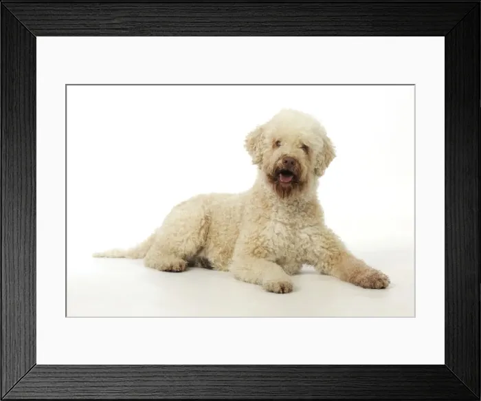 Framed Print : DOG. Lagotto romagnolo Framed Print : DOG. Lagotto romagnolo