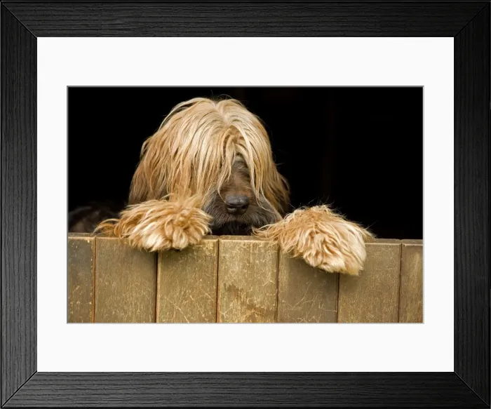 Framed Print : Long-haired dog looking over door Framed Print : Long-haired dog looking over door