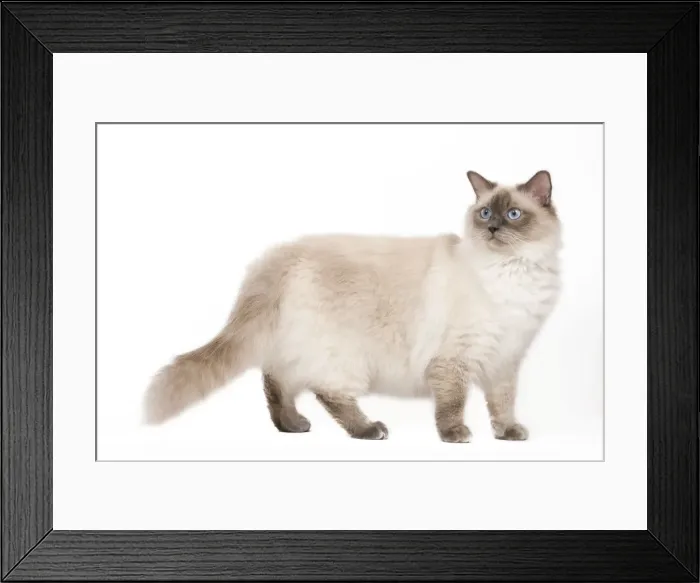 Framed Print : Cat - Ragdoll - Blue colourpoint Framed Print : Cat - Ragdoll - Blue colourpoint