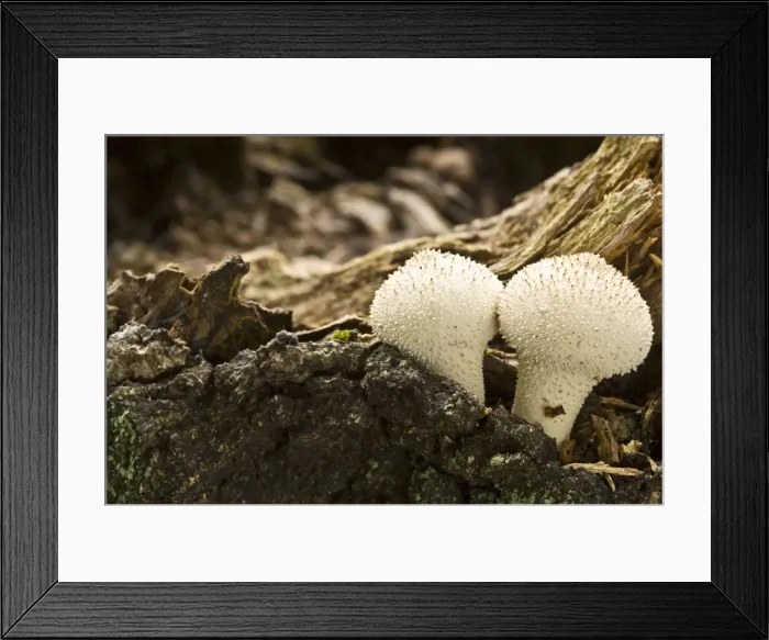 Framed Print : Common Puffball - growing amongst dead wood - Lincolnshire - UK Framed Print : Common Puffball - growing amongst dead wood - Lincolnshire - UK