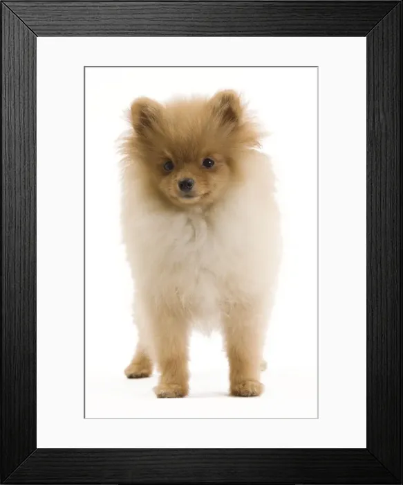 Framed Print : Dog - Dog - Dwarf Spitz / Pomeranian - 6 month old puppy - orange colourting. Also know as Spitz nain Framed Print : Dog - Dog - Dwarf Spitz / Pomeranian - 6 month old puppy - orange colourting. Also know as Spitz nain