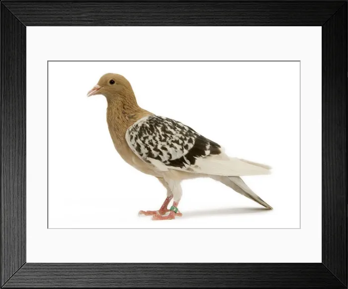 Framed Print : Pigeon - Nuremberg Lark Framed Print : Pigeon - Nuremberg Lark
