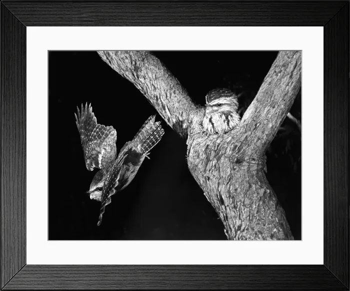 Framed Print : Tawny Frogmouths - pair at their nest in a Jarrah Tree in south-western Australia. This pair nested on exactly the same site in successive years, 1957 and 1958. The nest was about 10m above ground level Framed Print : Tawny Frogmouths - pair at their nest in a Jarrah Tree in south-western Australia. This pair nested on exactly the same site in successive years, 1957 and 1958. The nest was about 10m above ground level