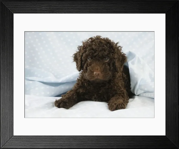 Framed Print : DOG. Spanish water dog puppy laying down covered with cloth Framed Print : DOG. Spanish water dog puppy laying down covered with cloth