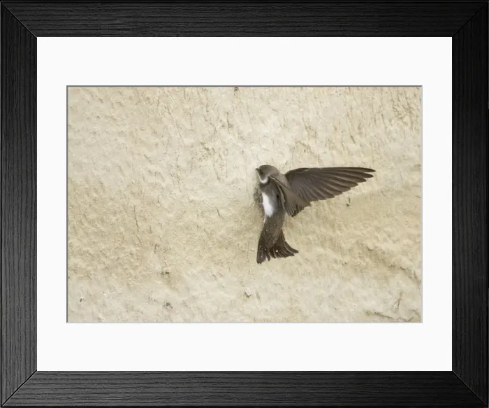 Framed Print : Sand Martin - starting to excavate nest hole in sand bank Riparia riparia Hungary BI19799 Framed Print : Sand Martin - starting to excavate nest hole in sand bank Riparia riparia Hungary BI19799
