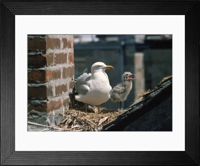 Framed Print : Herring Gull - adult and young at nest Framed Print : Herring Gull - adult and young at nest