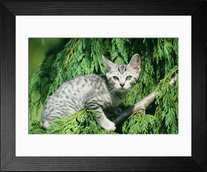 Framed Print : Occicat LA 531 Domestic Cat © Jean-Michel Labat  /  ARDEA LONDON