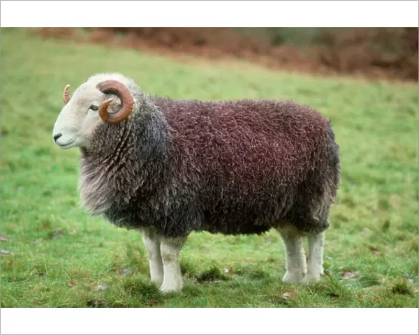 Herdwick Sheep - ram