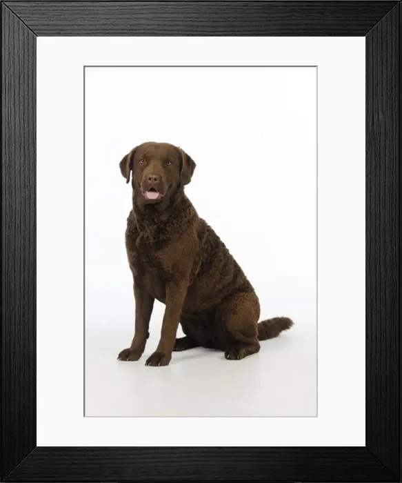 Framed Print : DOG. Cheasapeake bay retriever sitting Framed Print : DOG. Cheasapeake bay retriever sitting