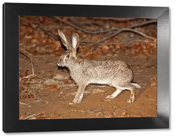 Scrub Hare - at night - Kruger National Park - South Africa