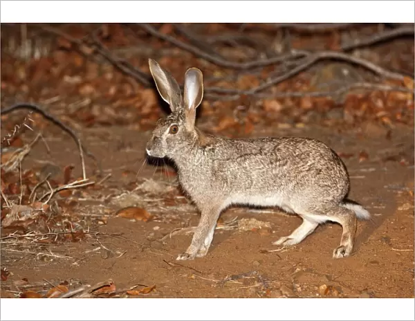 Scrub Hare - at night - Kruger National Park - South Africa