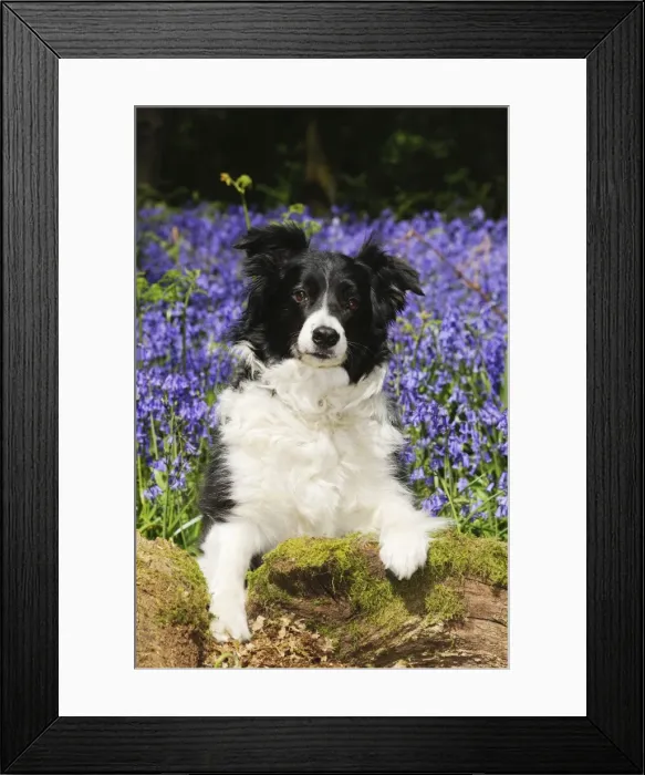 Framed Print : DOG. Border collie sitting in bluebells