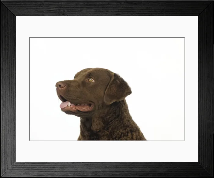 Framed Print : DOG. Cheasapeake bay retriever (head shot) Framed Print : DOG. Cheasapeake bay retriever (head shot)