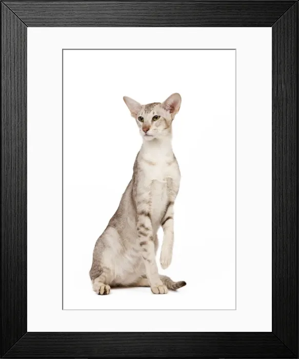 Framed Print : Cat - oriental chocolat spotted tabby in studio Framed Print : Cat - oriental chocolat spotted tabby in studio