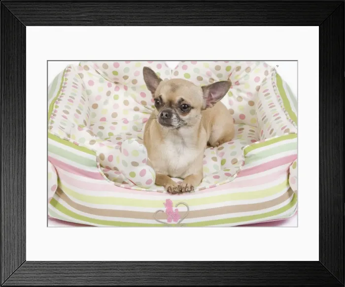 Framed Print : Dog - short-haired chihuahua in dog bed Framed Print : Dog - short-haired chihuahua in dog bed