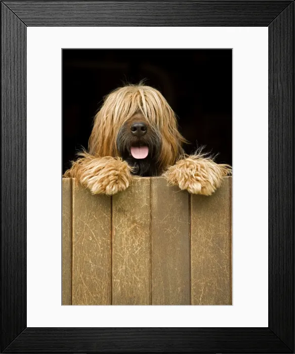 Framed Print : Long-haired dog looking over door Framed Print : Long-haired dog looking over door