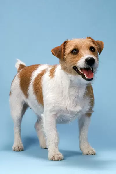 Jack Russell Terrier Dog - standing