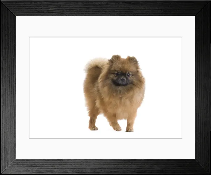Framed Print : Dog - Dwarf Spitz / Pomeranian. Also know as Spitz nain Framed Print : Dog - Dwarf Spitz / Pomeranian. Also know as Spitz nain