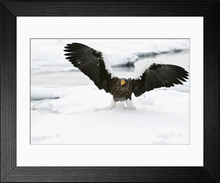 Framed Print : Steller's Sea Eagle - landing on sea ice wings raised - Hokkaido Island - Japan Framed Print : Steller's Sea Eagle - landing on sea ice wings raised - Hokkaido Island - Japan