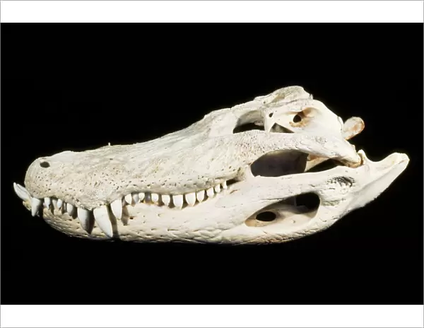 American Alligator Skull - Florida - Southeastern USA
