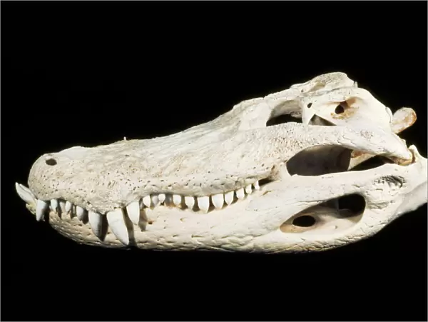 American Alligator Skull - Florida - Southeastern USA