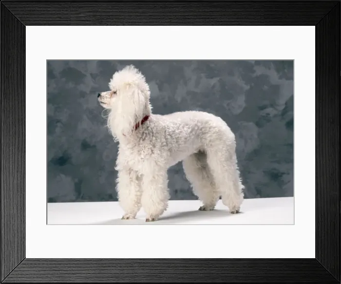 Framed Print : Toy Poodle Dog Framed Print : Toy Poodle Dog