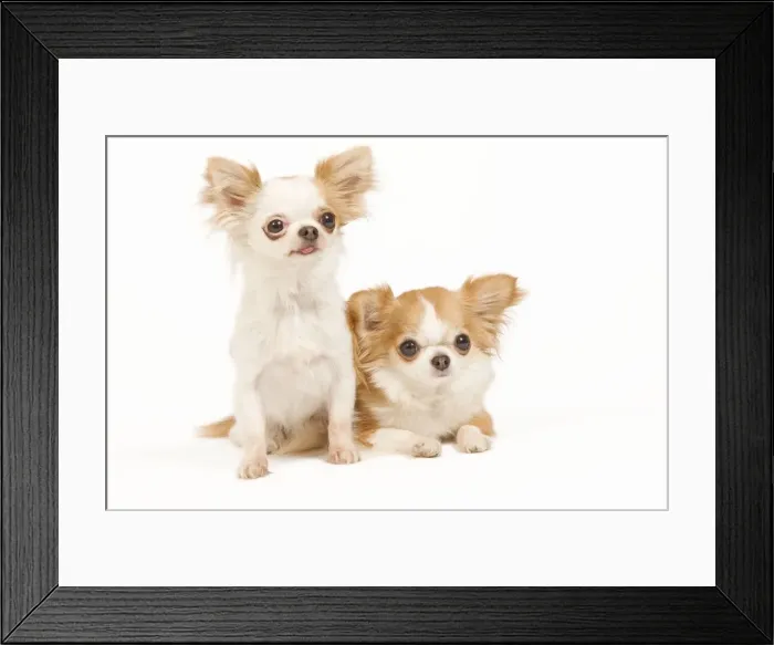 Framed Print : Dog - two long-haired chihuahuas in studio Framed Print : Dog - two long-haired chihuahuas in studio