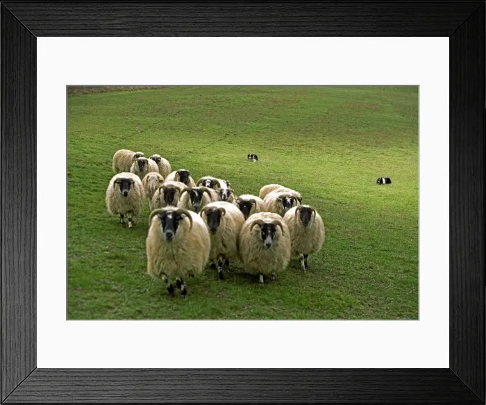Framed Print : Dog - Border collie rounding up black-faced sheep in field Framed Print : Dog - Border collie rounding up black-faced sheep in field