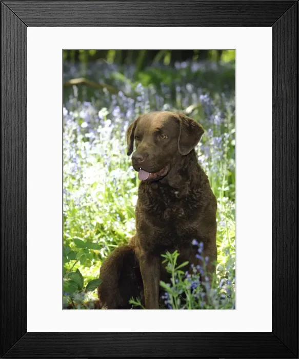 Framed Print : DOG. Cheasapeake bay retriever sitting in forget me nots Framed Print : DOG. Cheasapeake bay retriever sitting in forget me nots