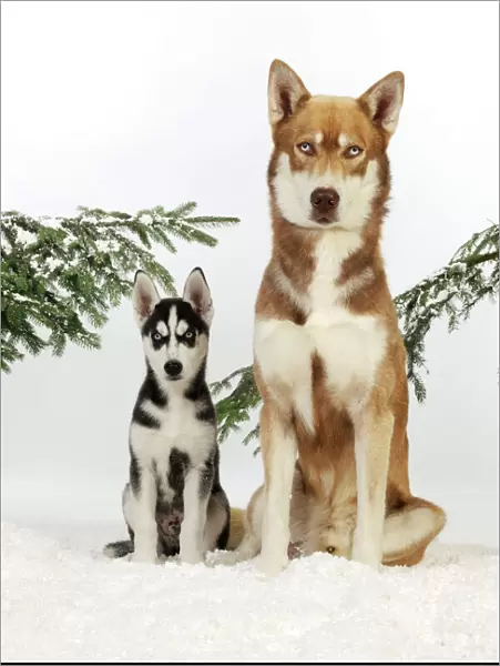 DOG. Siberian husky puppy sitting next to siberian husky in snow