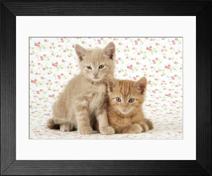 Framed Print : KITTENS. ( ginger ) Framed Print : KITTENS. ( ginger )